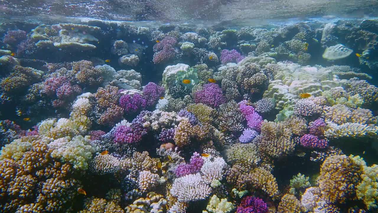 埃及红海，马萨阿拉姆，丰富多彩的珊瑚礁上的海洋生物和许多小型热带鱼视频下载