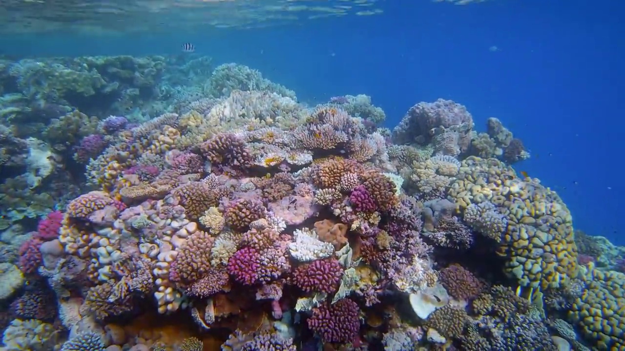 埃及马萨阿拉姆的红海珊瑚礁上有许多小型热带鱼视频下载