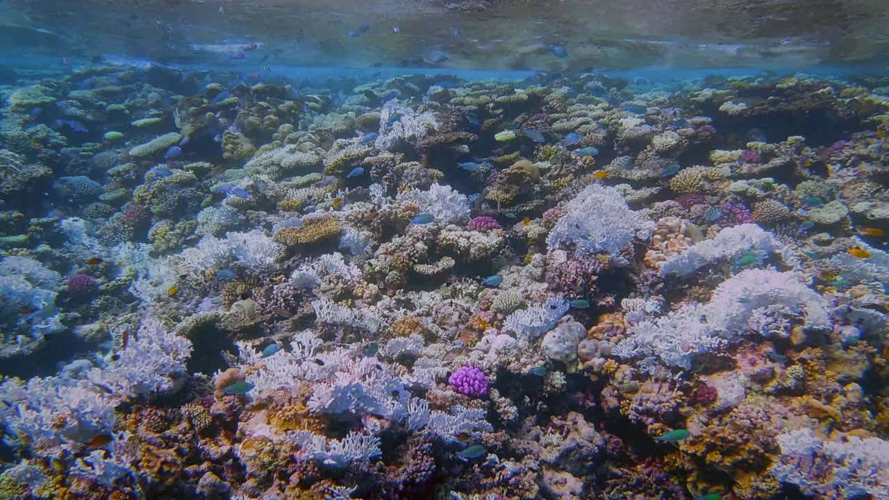 埃及马萨阿拉姆红海珊瑚礁上的珊瑚白化视频下载