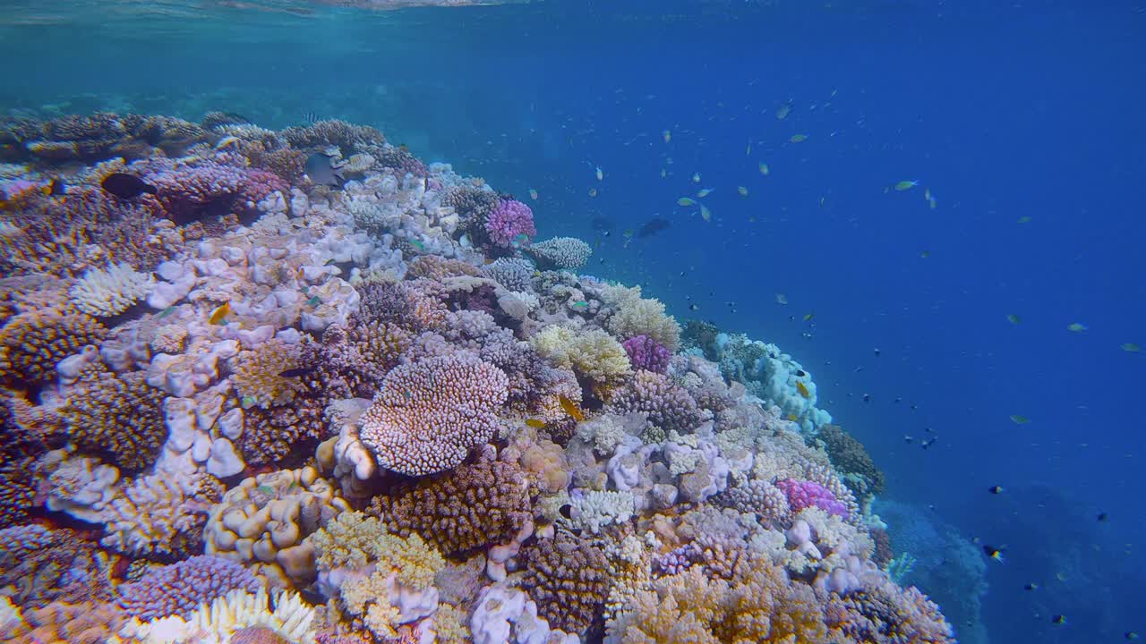 埃及马萨阿拉姆红海上的彩色珊瑚礁和许多小型热带鱼视频下载