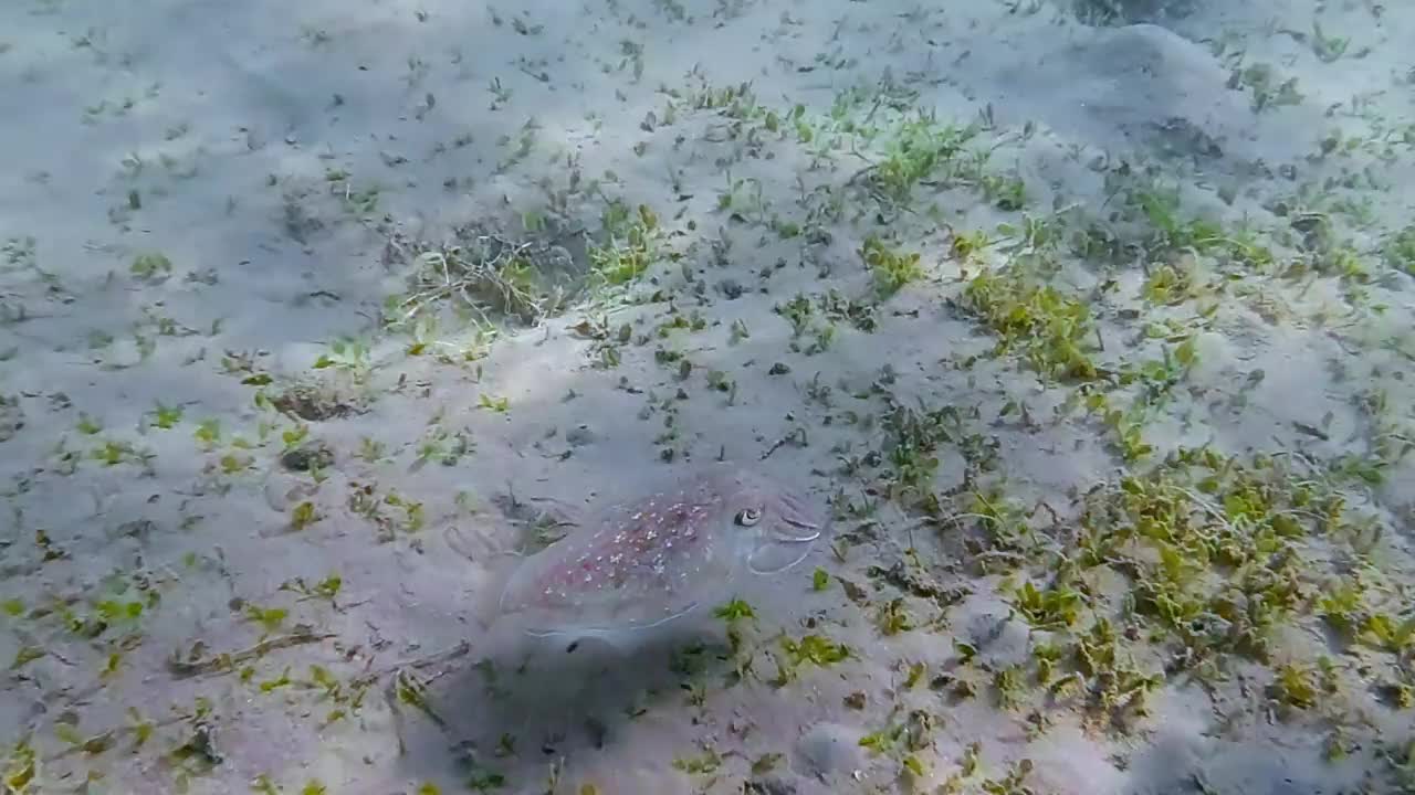 埃及红海的马萨阿拉姆海草床上的墨鱼视频下载