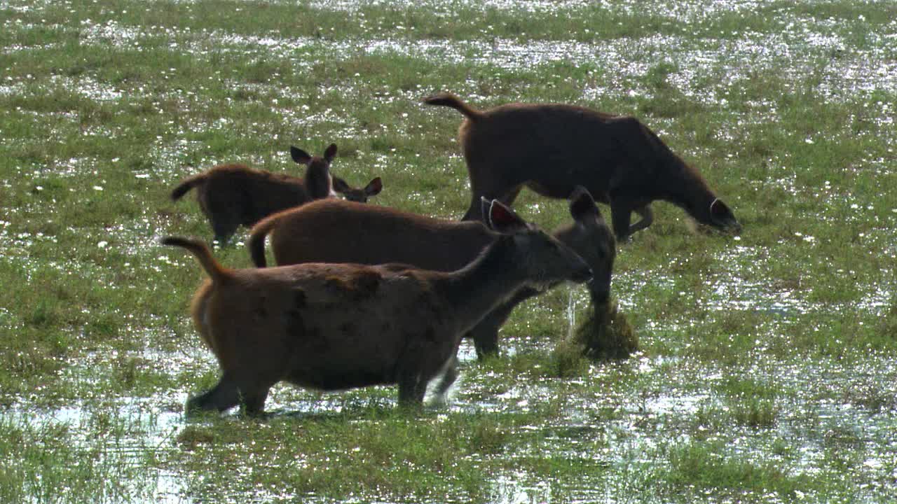 母鹿桑巴鹿在湿地上吃草，幼鹿的镜头视频下载