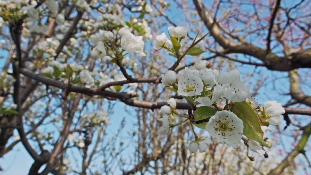 梨树在春天开花视频素材