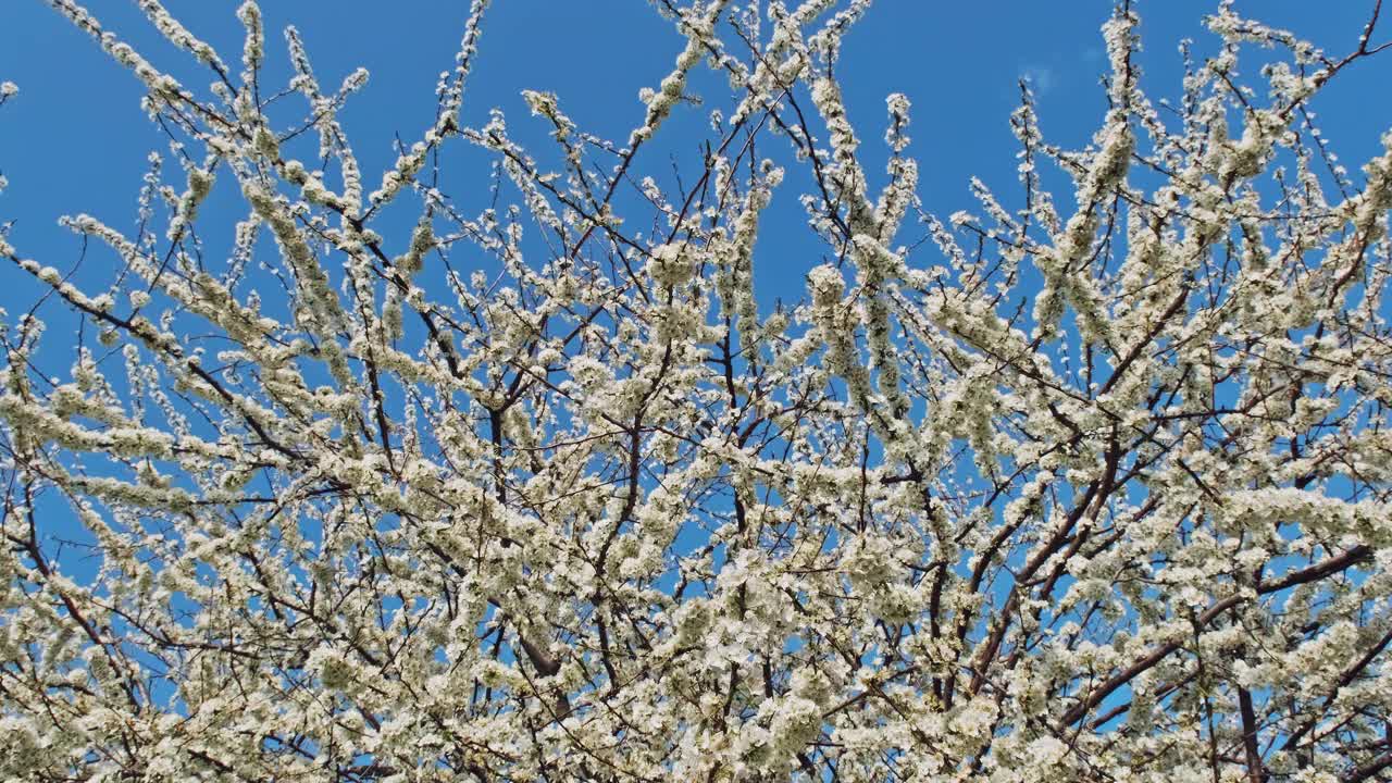 梅花在春天开花视频素材