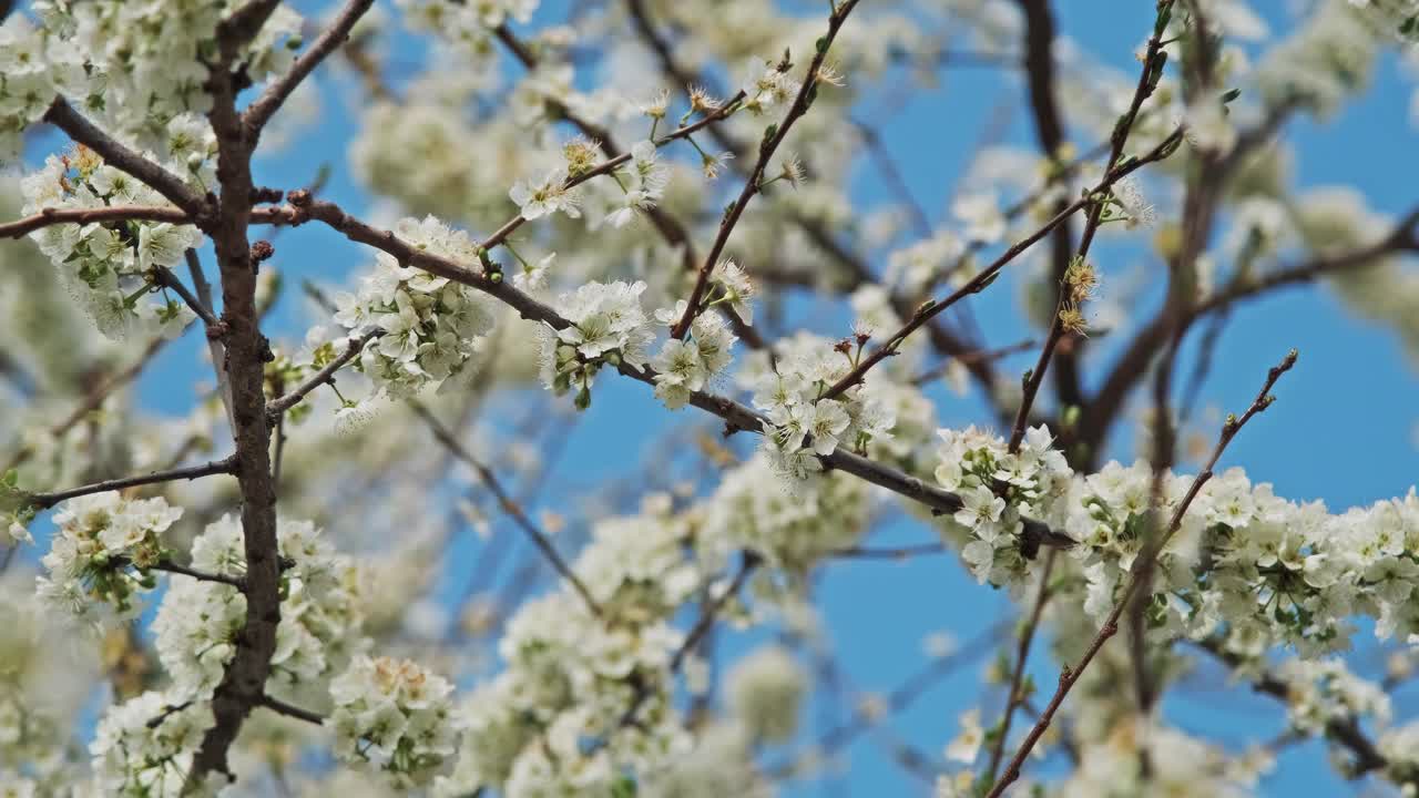 梅花在春天开花视频素材