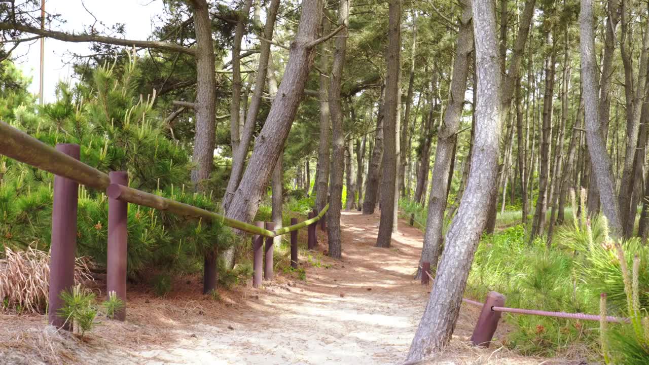 韩国忠清南道泰安郡泰安海国立公园松林散步的风景视频下载