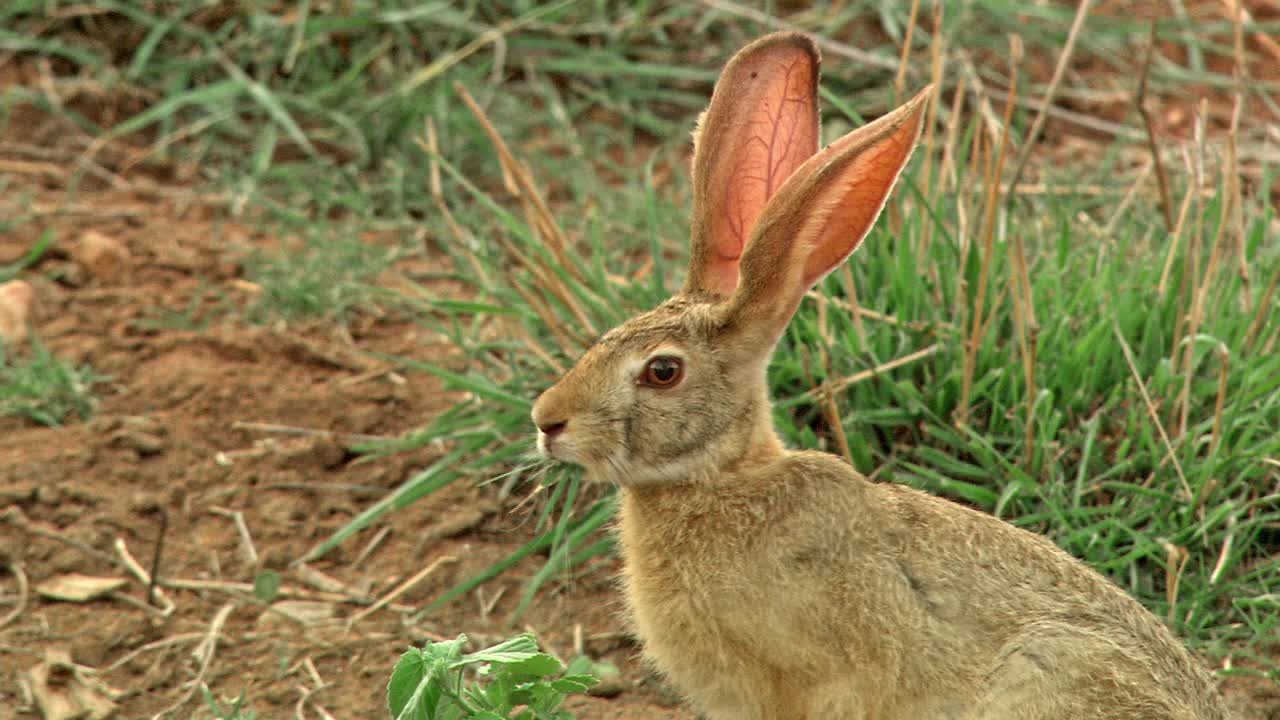 野兔咀嚼着食物，望着附近的灌木丛中拍摄视频下载