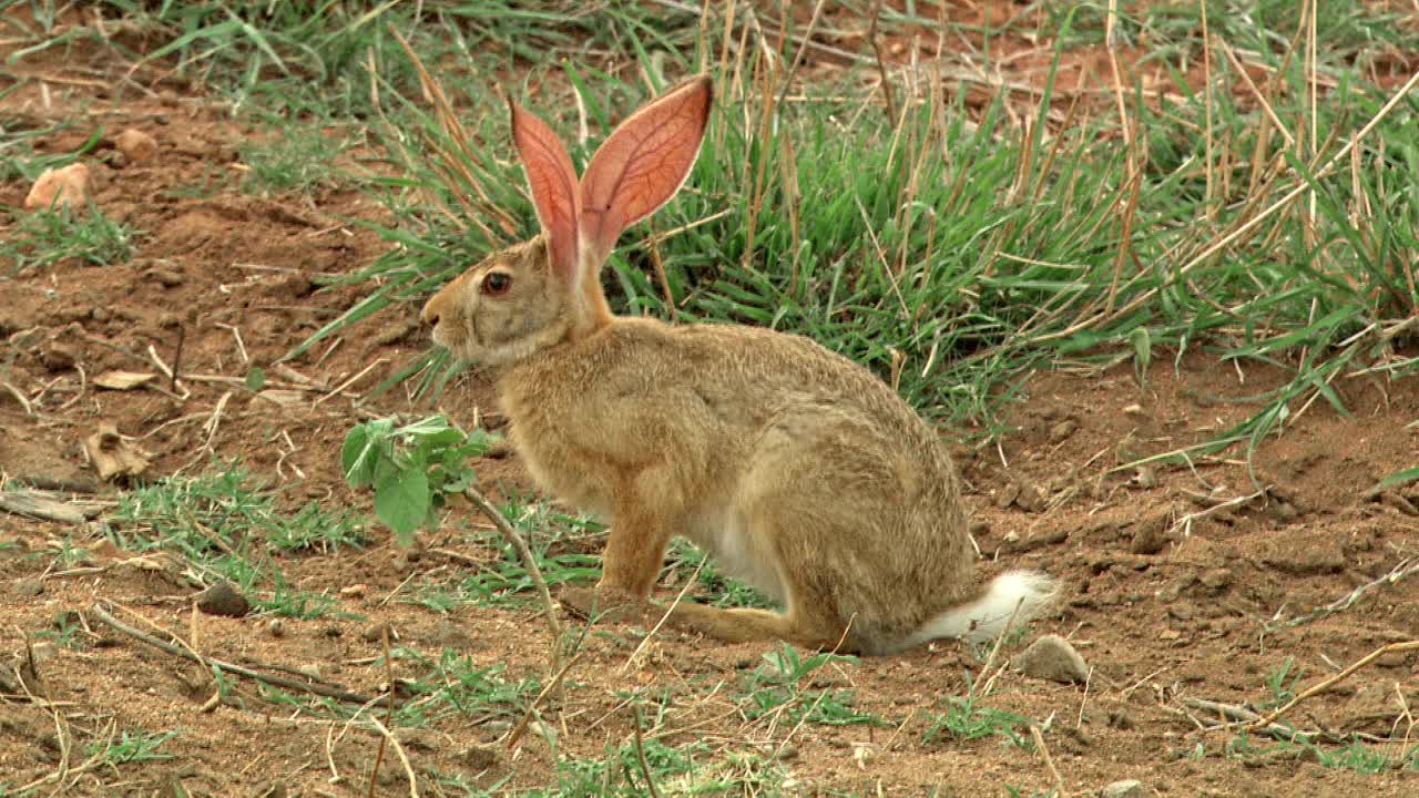 野兔子警惕地向近旁的灌木丛wide射击视频下载