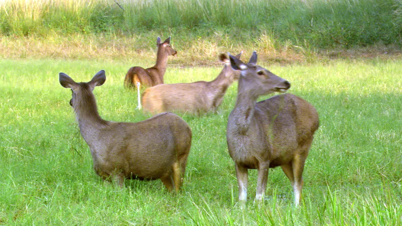 一群吃草的黑巴鹿在潮湿的草原上奔跑视频下载