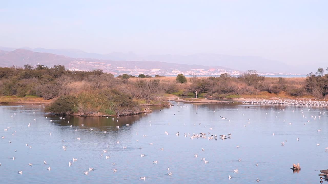 瓜达尔霍斯河口，有各种鸟类筑巢的受保护的泻湖。视频下载