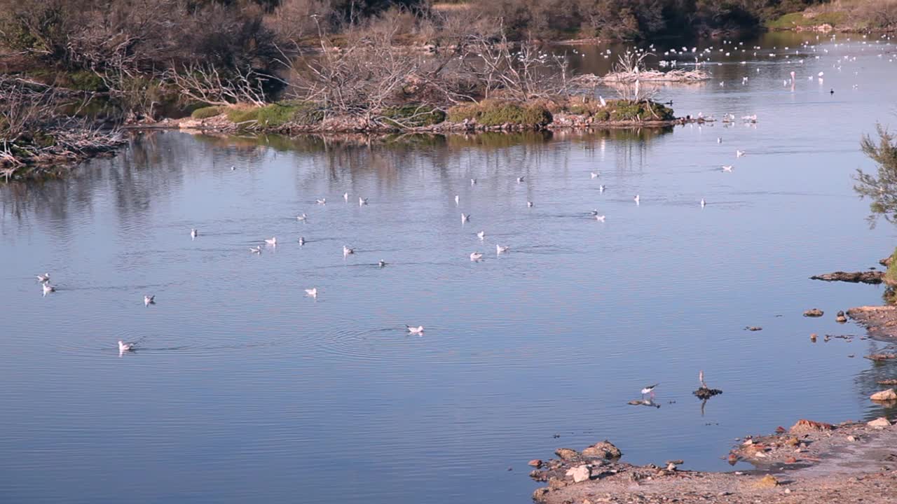 瓜达尔霍斯河口，有各种鸟类筑巢的受保护的泻湖。视频下载