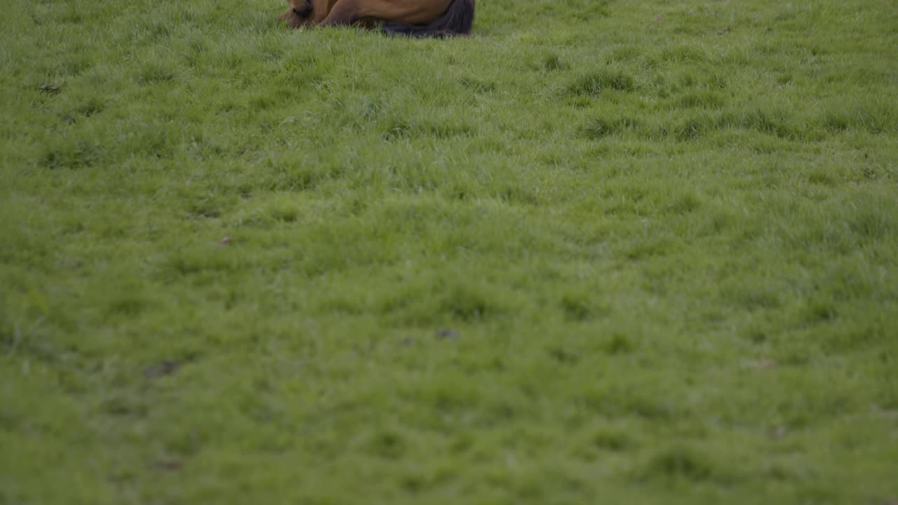 倾斜镜头，两匹马躺在田野里视频素材