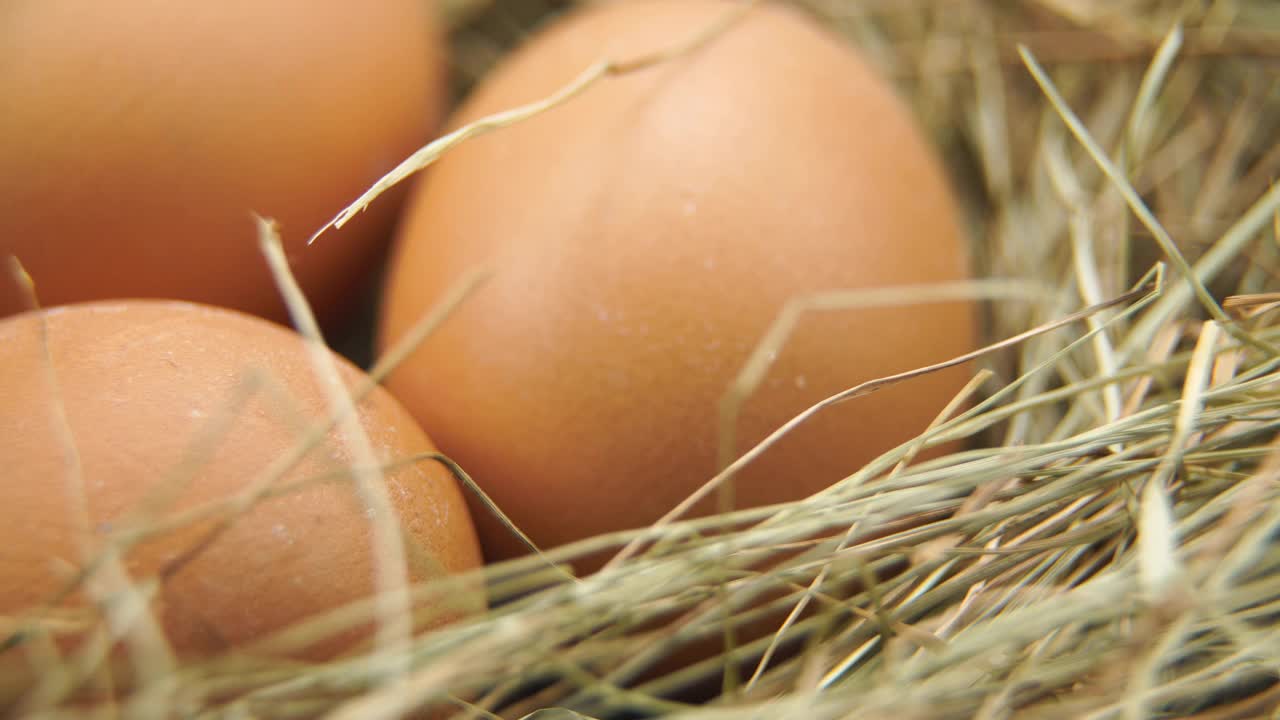 蛋在稻草窝里视频下载