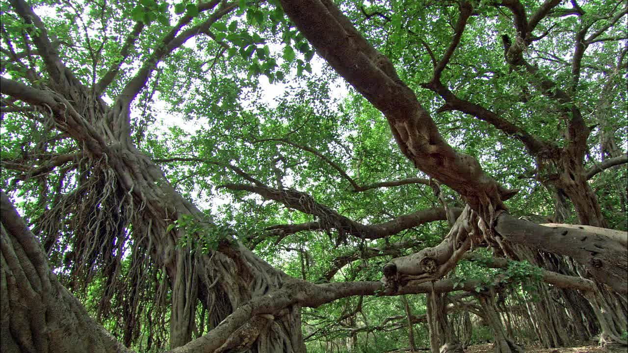 摇拍榕树的根-低角度视图视频下载