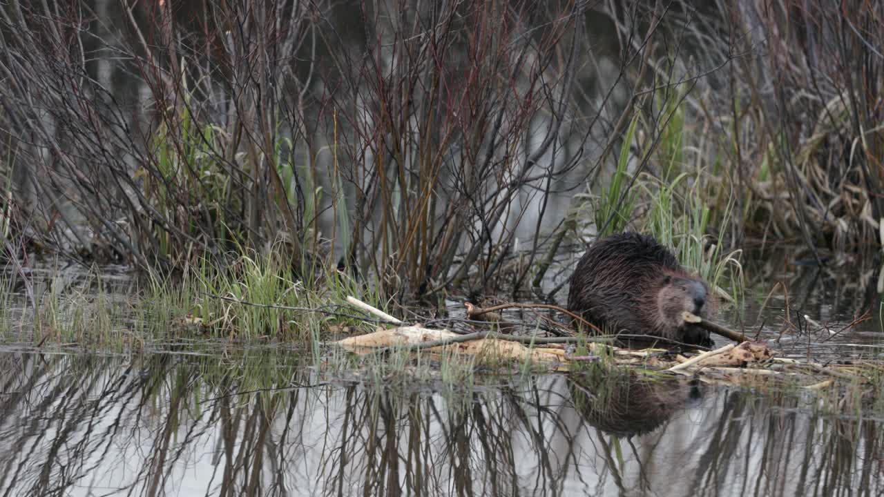 美国海狸(Castor)在蛇河著名的牛轭湾觅食的4K MS镜头视频下载