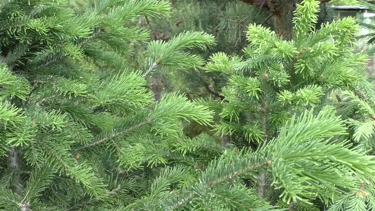 芬兰云杉(Picea fennica)是松树科云杉属的一种木本植物，是普通云杉(Picea abies)和西伯利亚云杉(Picea obovata)的杂交种。视频下载