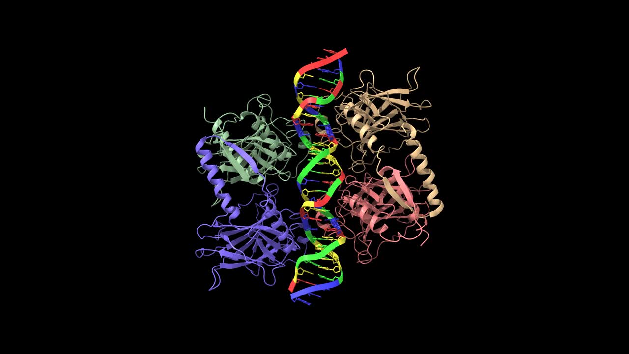 细胞肿瘤抗原p53与DNA复合物的四个分子视频下载