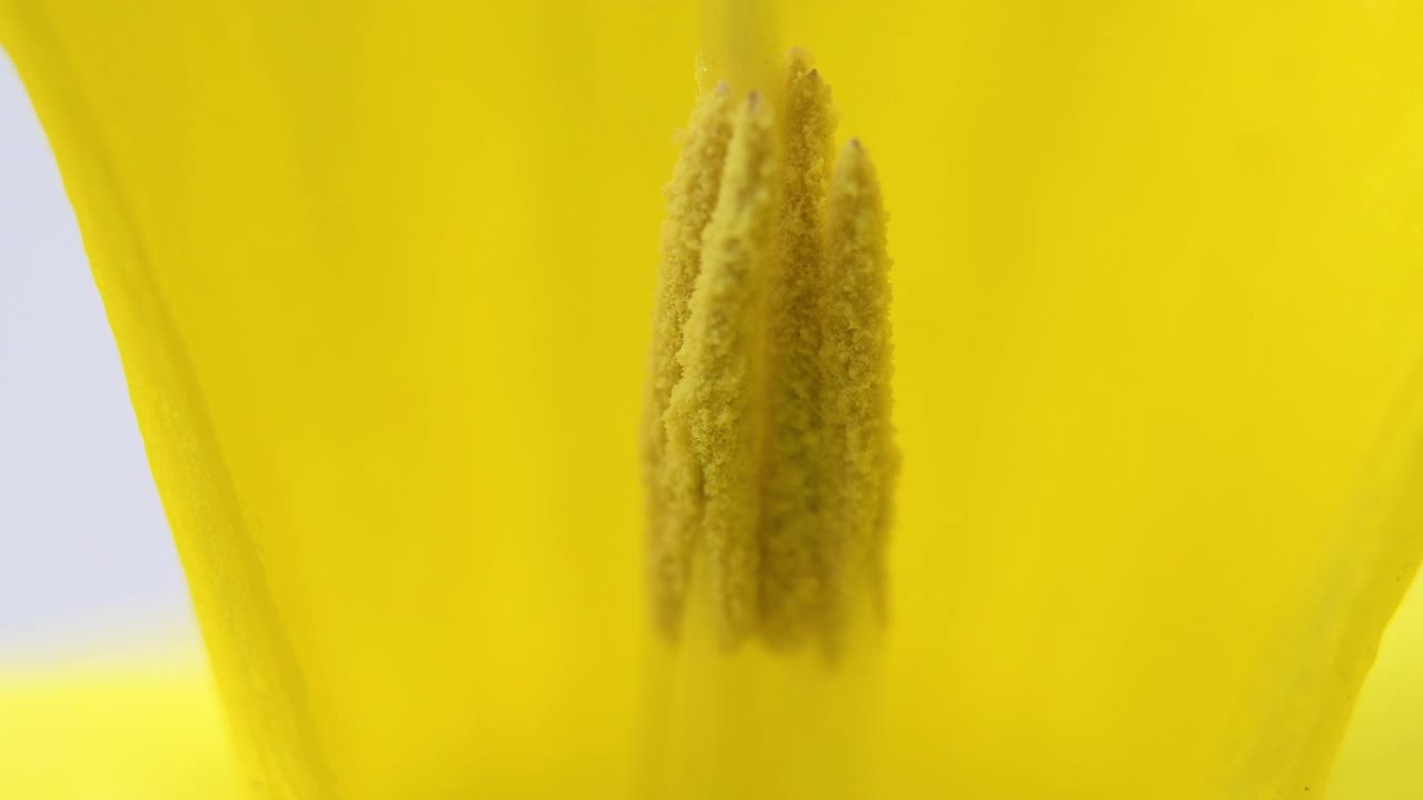 黄色郁金香花的特写视频下载