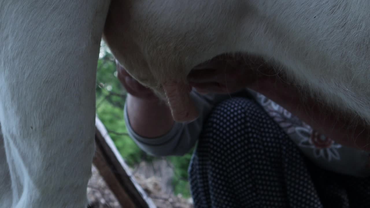 畜牧场的牛奶生产视频下载