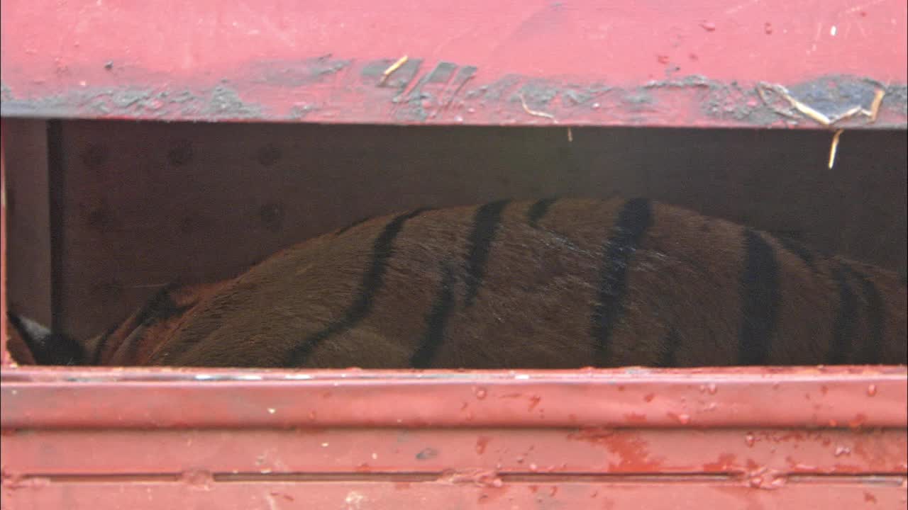 老虎在笼子里视频下载