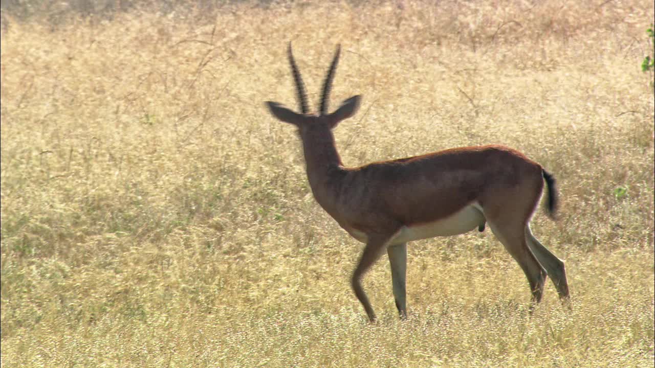 钦卡拉鹿穿过草地，它的幼鹿在后面跟着视频下载
