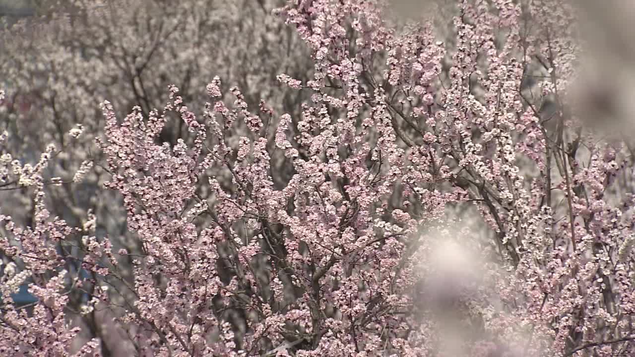 樱花盛开，长野，日本视频素材
