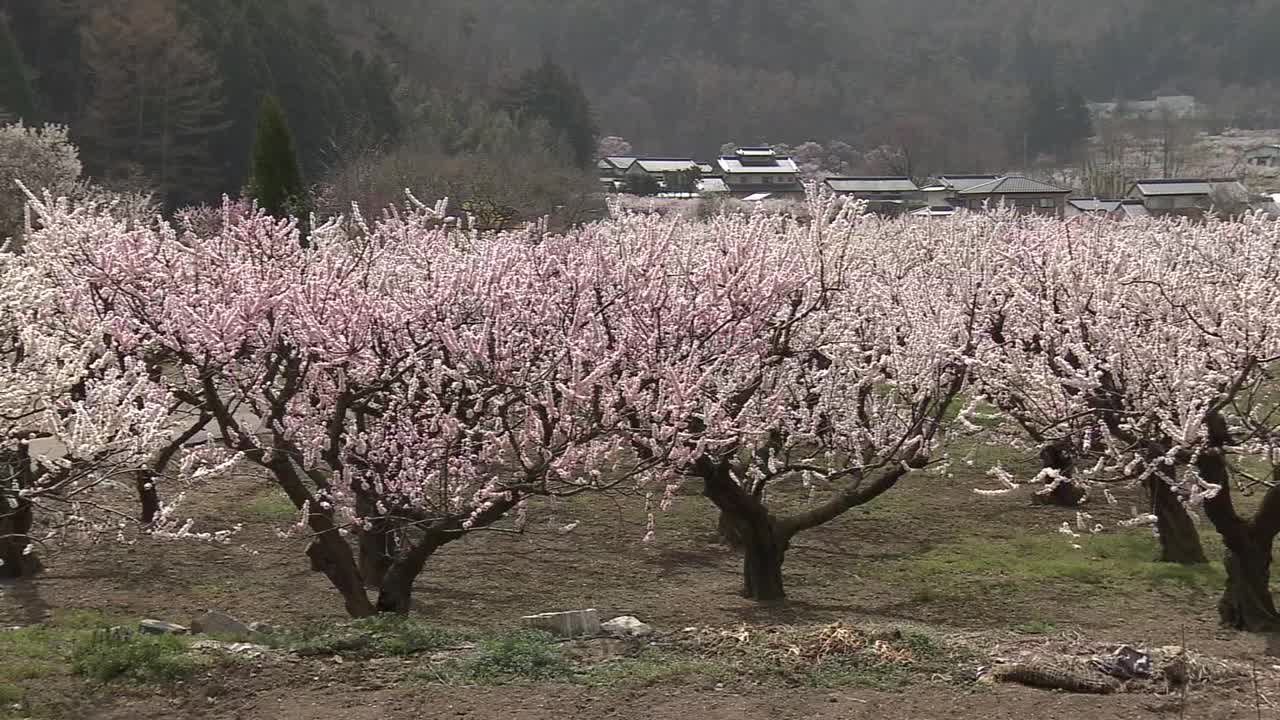 樱花盛开的杏树，长野，日本视频素材