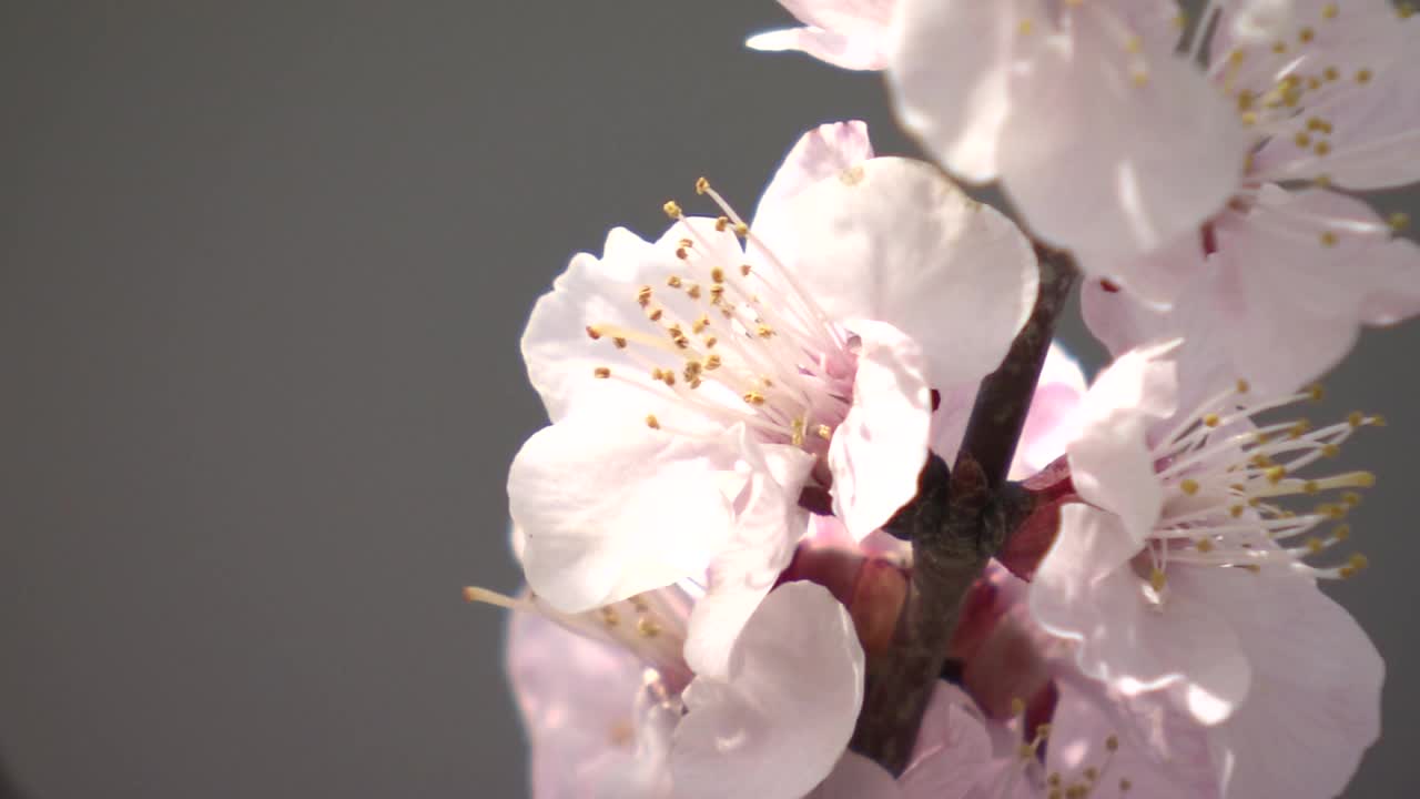 盛开的杏花，长野，日本视频素材