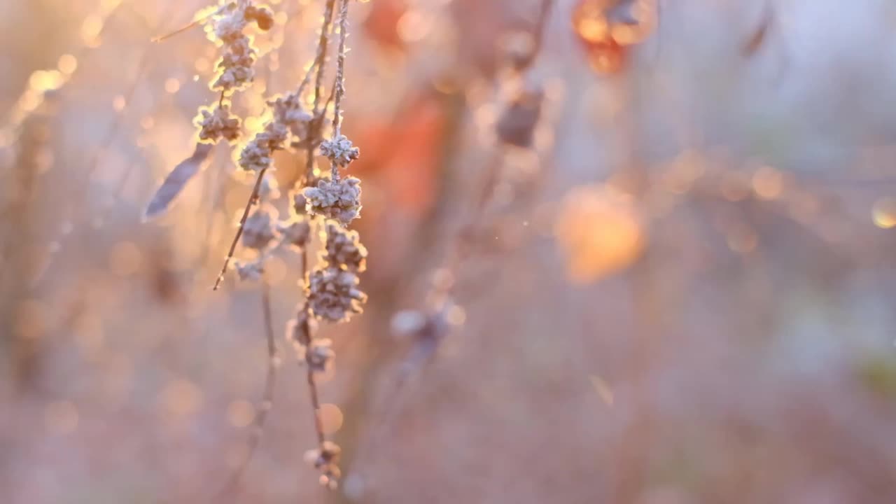 白霜和雾凇。严寒的天气。霜对植物。一根在阳光下结霜的树枝。深秋和初冬的天气。视频购买