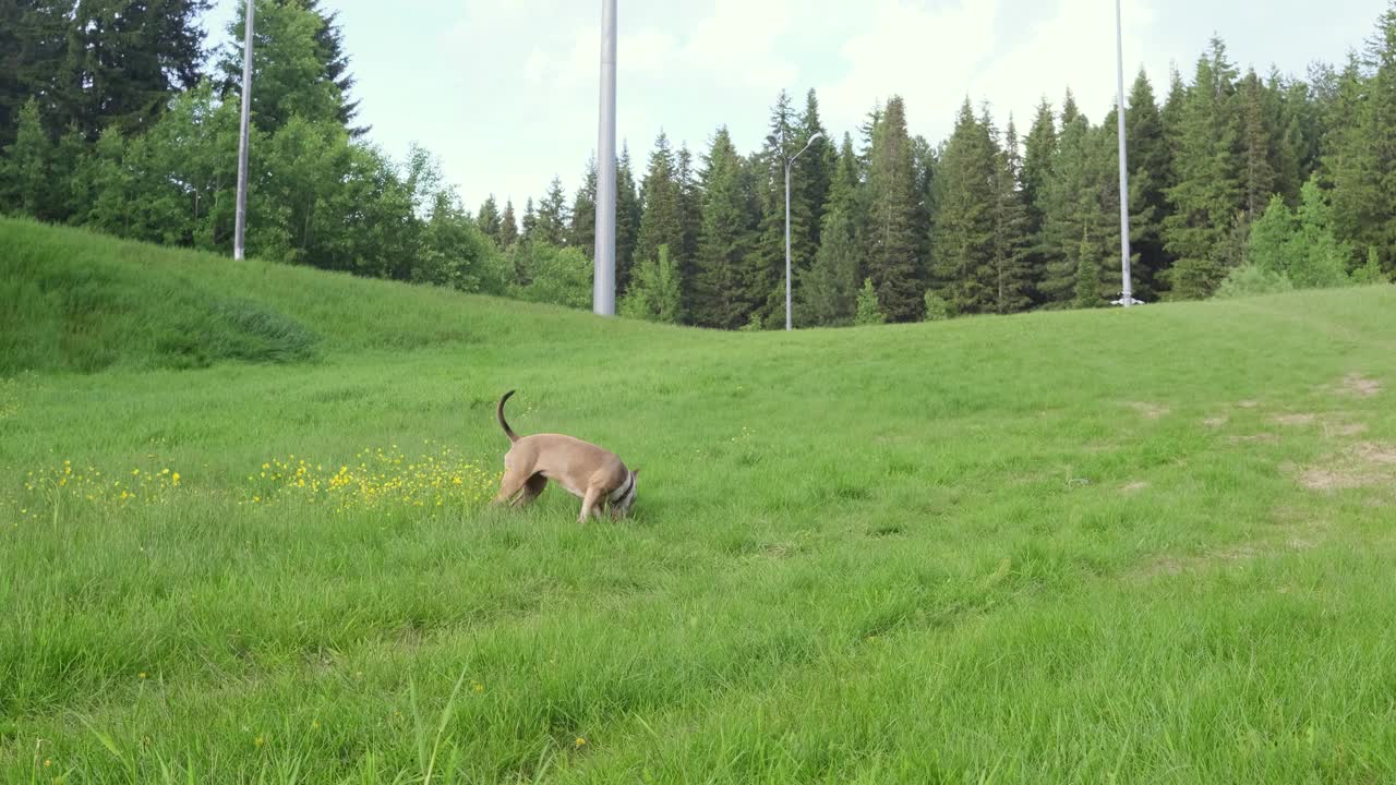美国斯塔福德梗在夏天散步在森林附近的空地上。视频下载