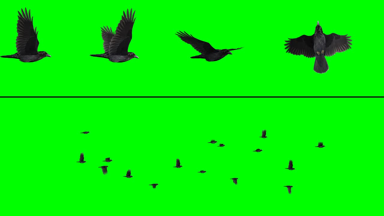 鸟群-乌鸦视频下载