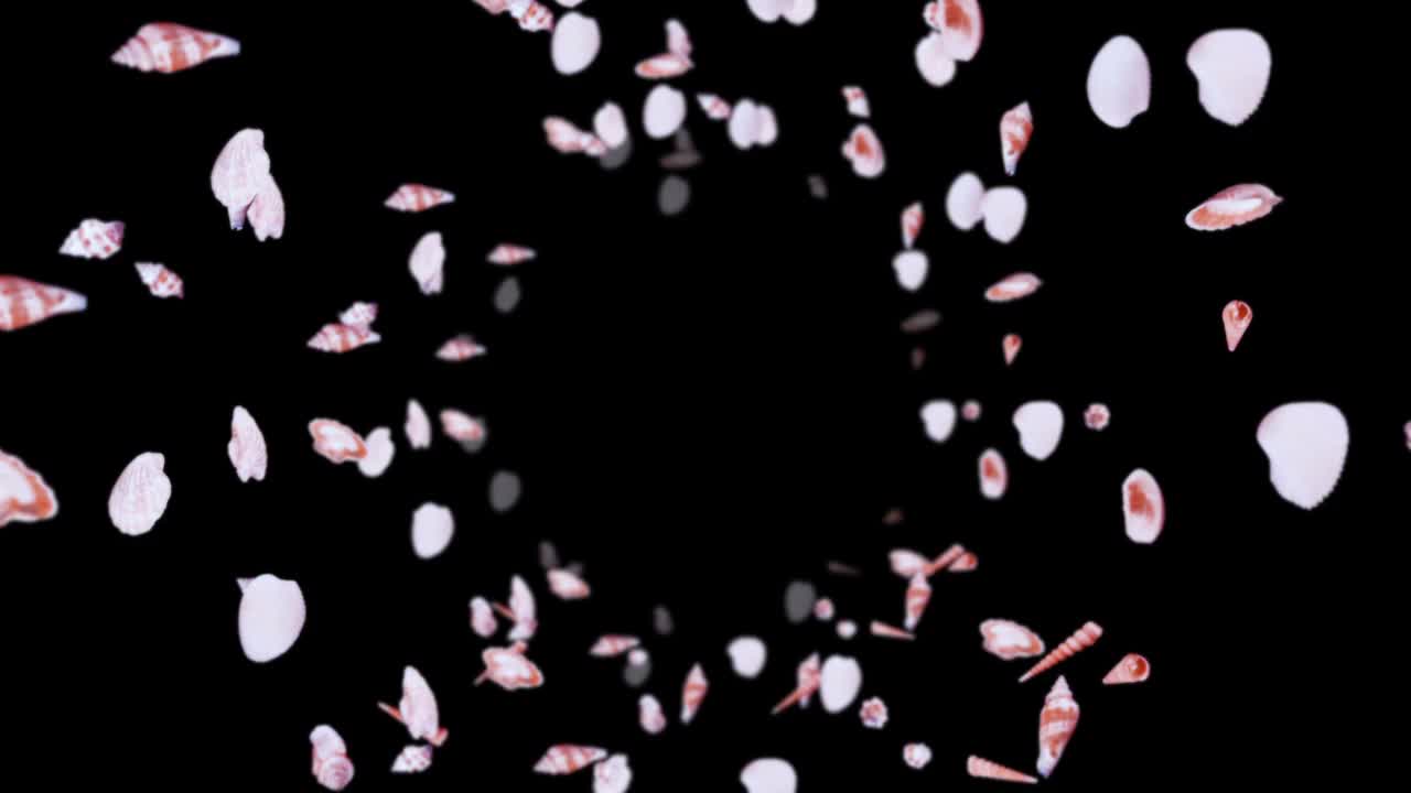 在黑色的背景上飞着许多海贝壳。写实贝类的收藏。热带海底。贝壳旋转的3D循环动画。视频下载