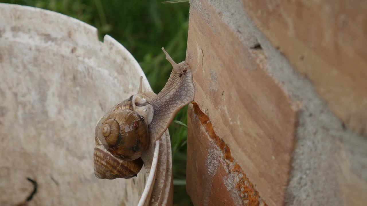 加速录像两只蜗牛从塑料桶里逃出来。视频下载
