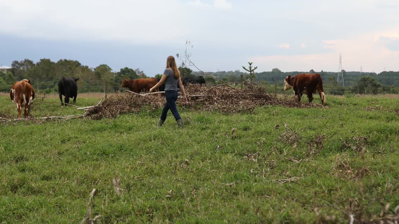 两个赶牛的女人视频素材