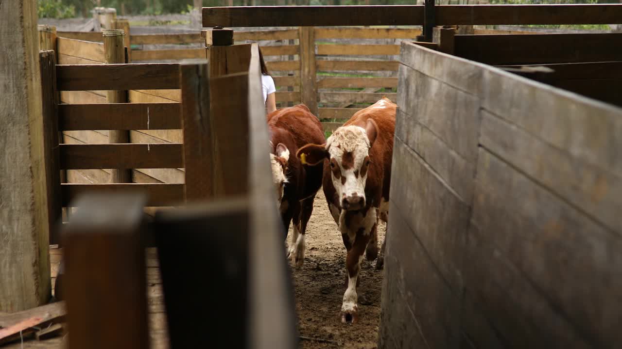 两个女人把牛逼到墙角视频素材