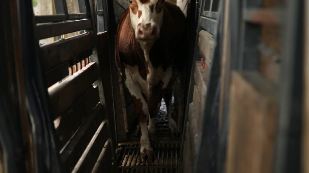 牛在牲口棚里挤在角落里视频素材
