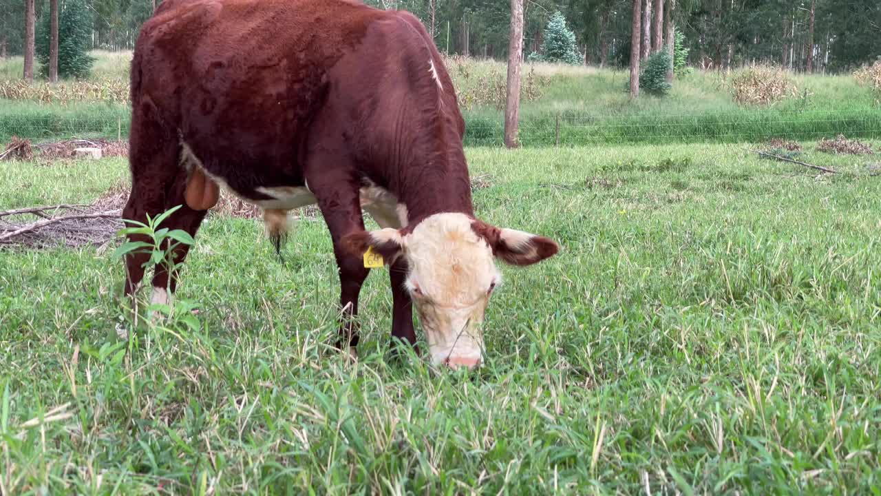 奶牛看着镜头吃草视频素材