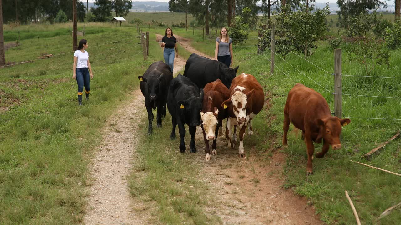 一群赶牛的妇女视频素材