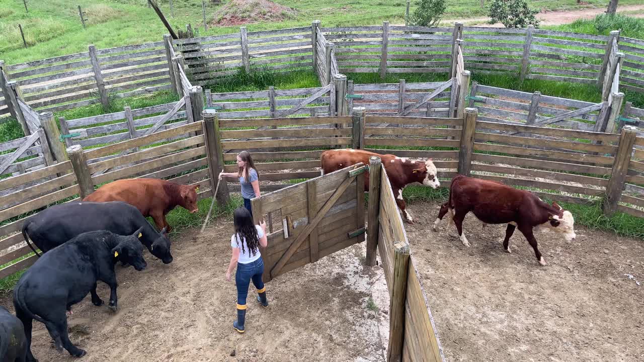 两个赶牛的农民视频素材