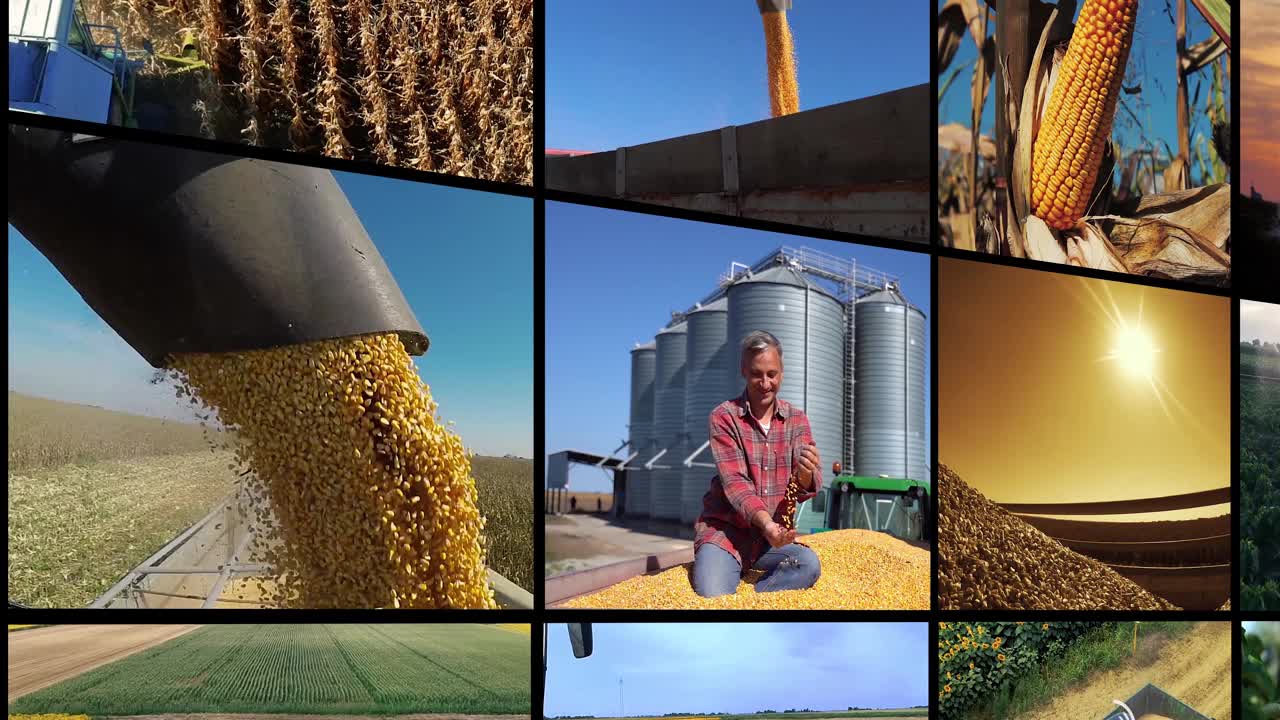 农业活动概念多屏视频视频下载