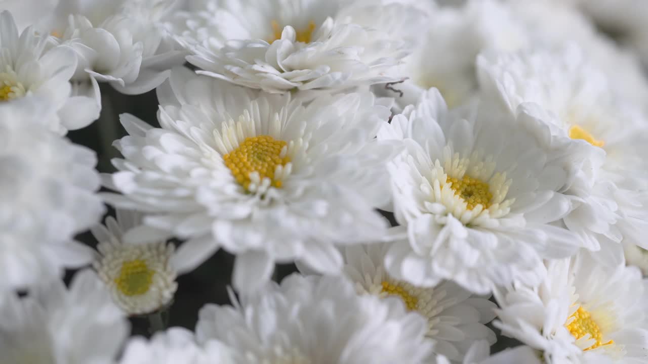 白色雏菊，洋甘菊花束，母亲节礼物概念视频下载