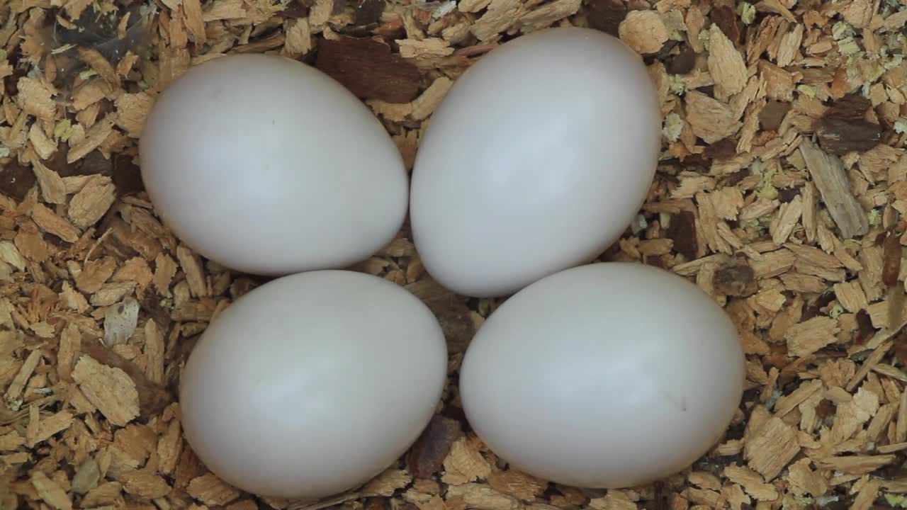白背啄木鸟的蛋视频下载