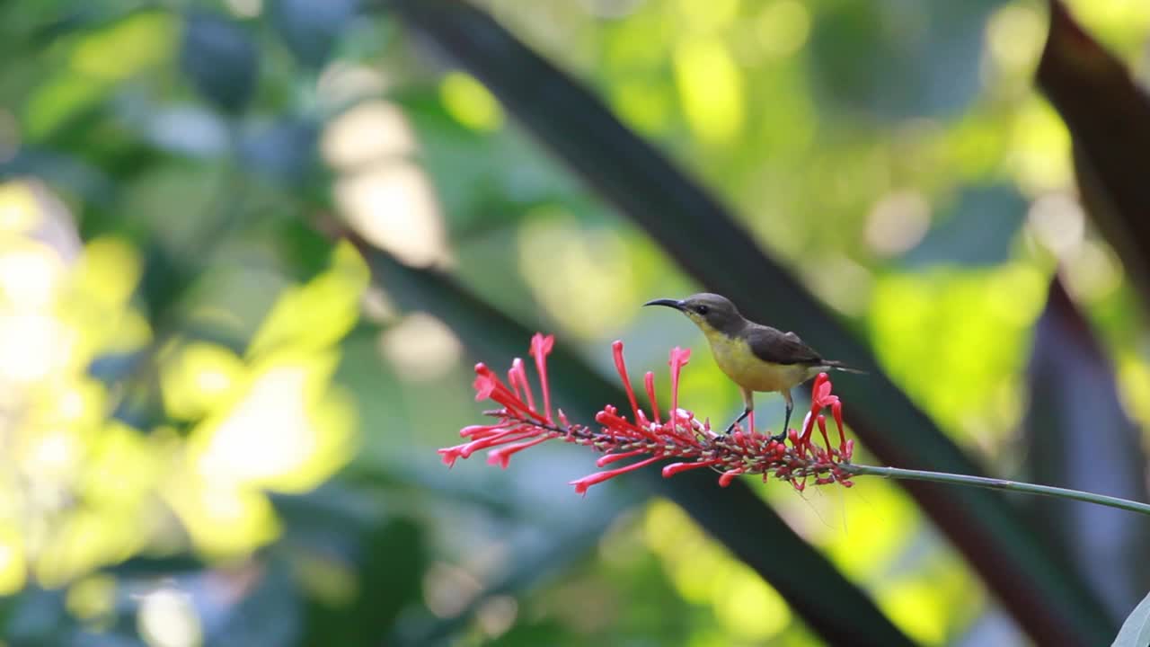 雌性橄榄背太阳鸟从花园里的红色植物中吸食花蜜视频下载