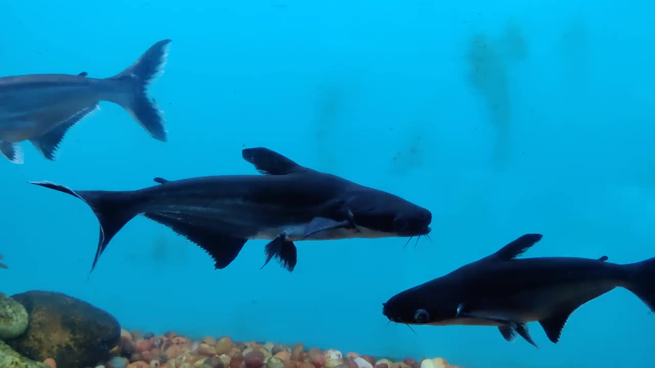 鱼缸内鱼类的运动视频下载
