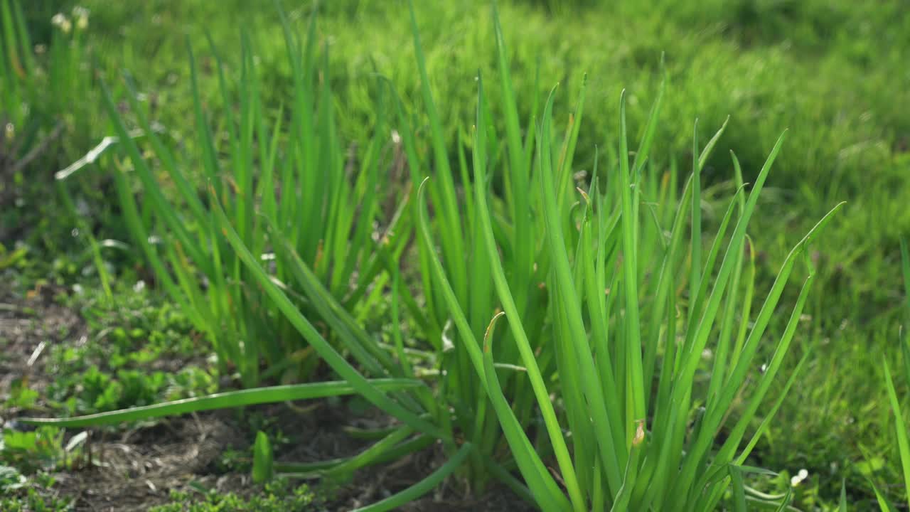 春天或夏天生长在花园床上的一种青葱植物。视频下载