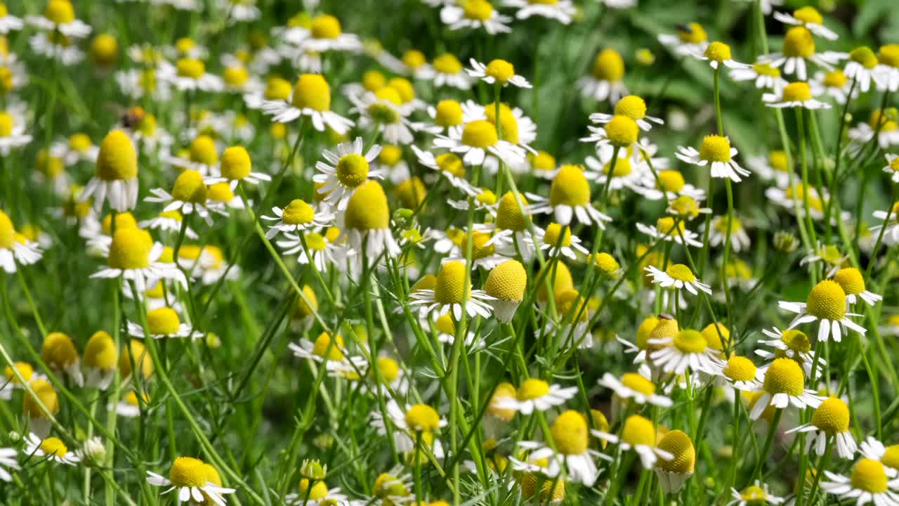 洋甘菊花卉。田野里的白色雏菊在风中摇曳。白色和黄色的甘菊在夏季的草甸，绿色的背景。自然、花卉、春天、生物、动物、环境、生态系统的概念视频素材