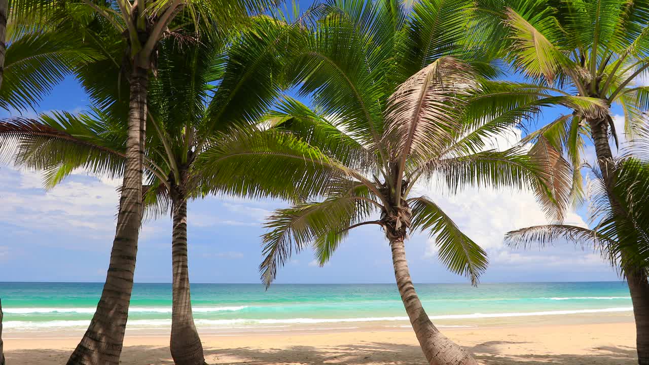 泰国普吉岛的热带海滩，椰子树，白色的沙滩和绿松石般的海水。视频下载