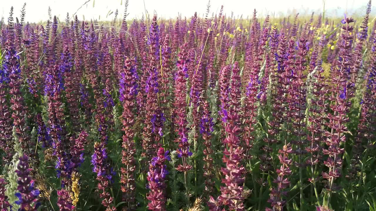 盛开的田野紫色鼠尾草。视频下载