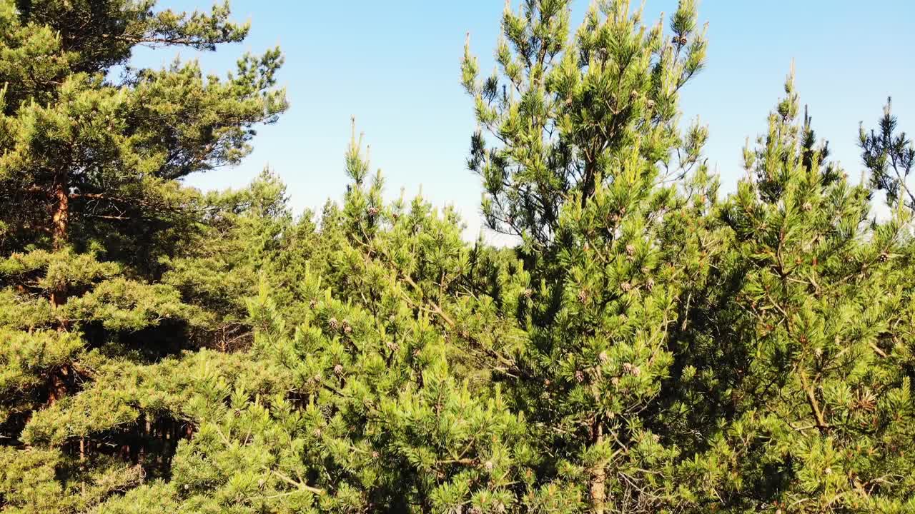 上升鸟瞰松树在帕兰加与波罗的海海岸全景在晴朗的夏日。立陶宛自然背景空白视频下载