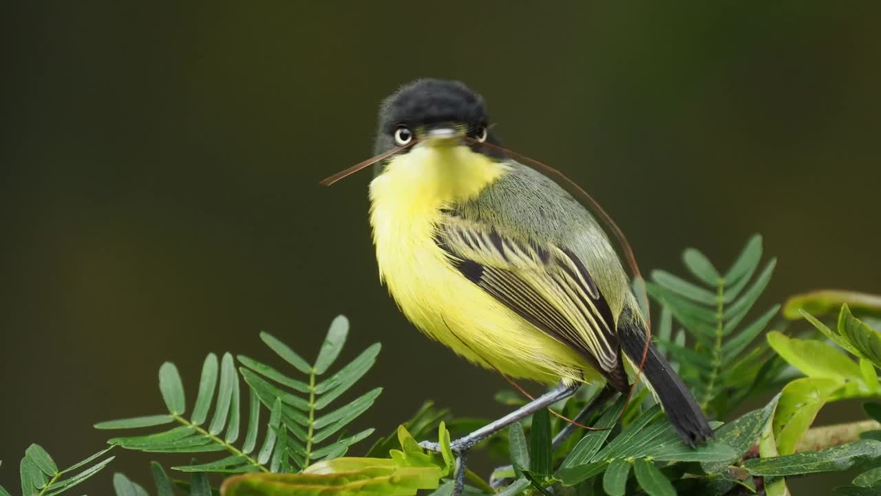 常见的Todirostrum cinereum小的黑和黄色雀形目鸟在它的巢附近，暴虐的flycatcher家庭建造的巢，墨西哥西北部的秘鲁，玻利维亚和巴西南部。视频下载